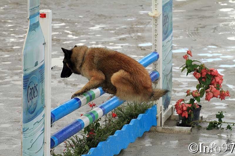 manifestation-canine3.jpg