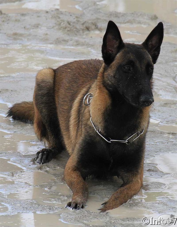 manifestation-canine30.jpg