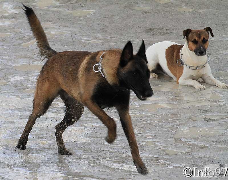 manifestation-canine35.jpg