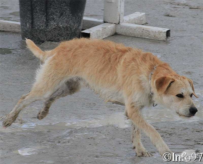 manifestation-canine36.jpg