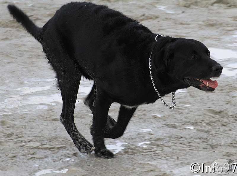 manifestation-canine37.jpg