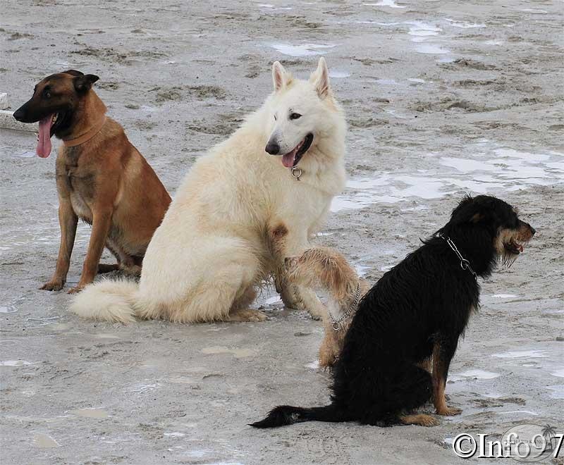 manifestation-canine40.jpg