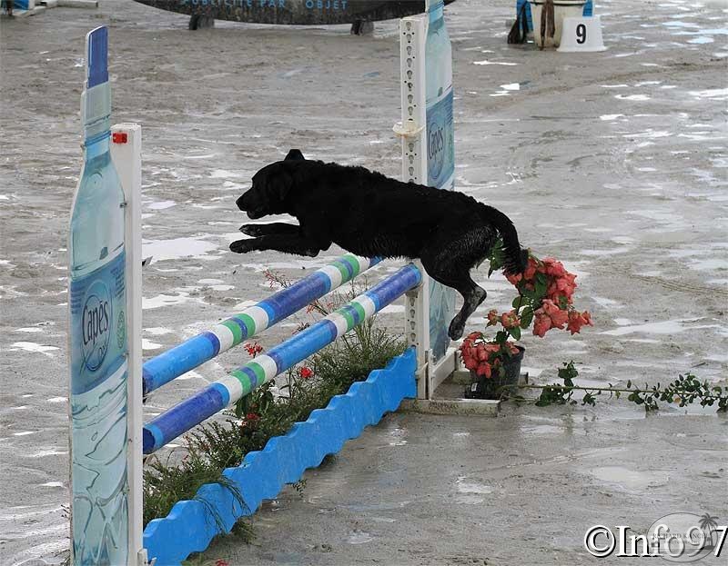 manifestation-canine44.jpg