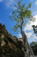 DSC05182petit-circuit-angkor