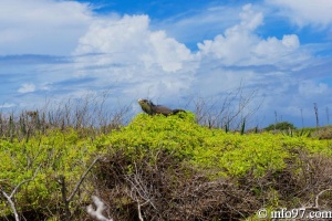 DSC05775-Petite-Terre