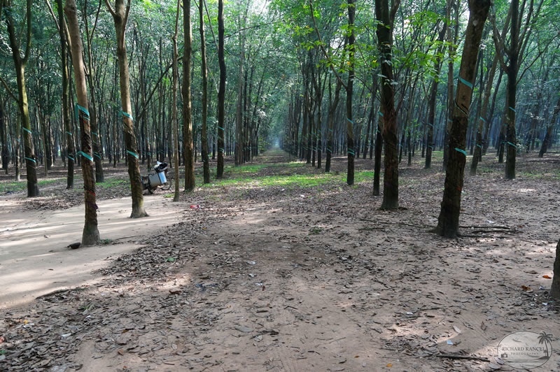 DSC03579cu-chi-tunnel.jpg