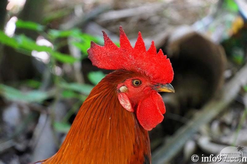 DSC04282faune-can-tho.jpg
