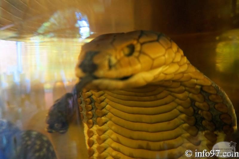 DSC04324faune-can-tho.jpg