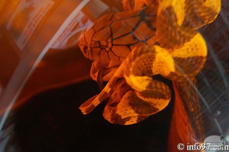 DSC04329faune-can-tho.jpg