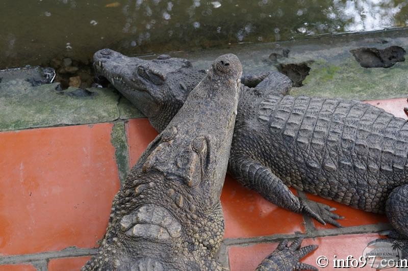 DSC04342ferme-crocodile.jpg