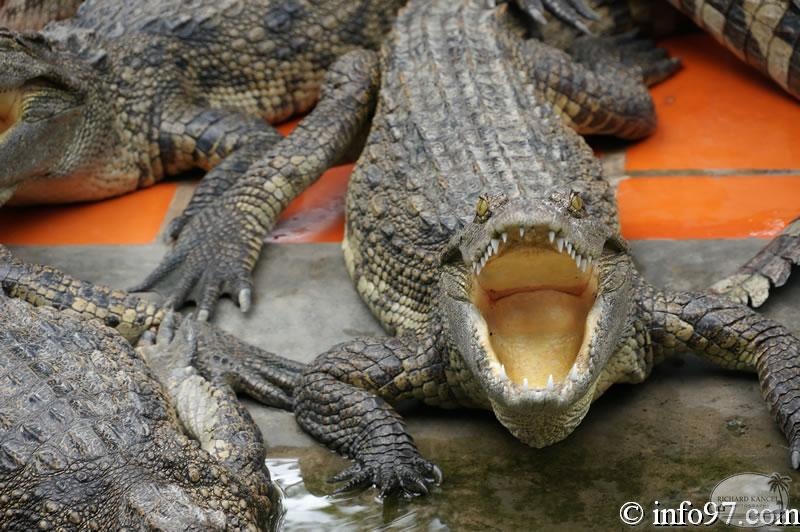 DSC04343ferme-crocodile.jpg