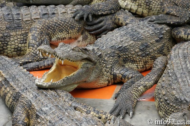 DSC04348ferme-crocodile.jpg
