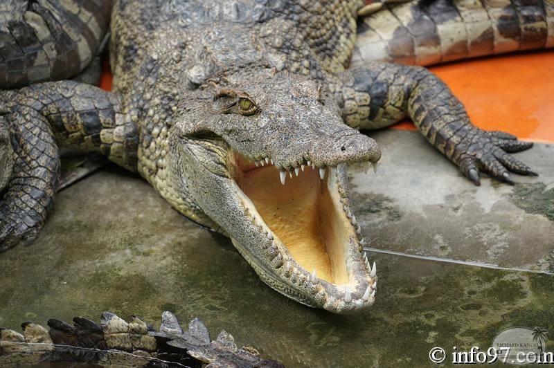 DSC04352ferme-crocodile.jpg