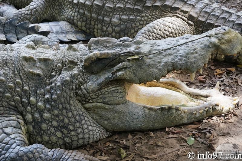 DSC04353ferme-crocodile.jpg