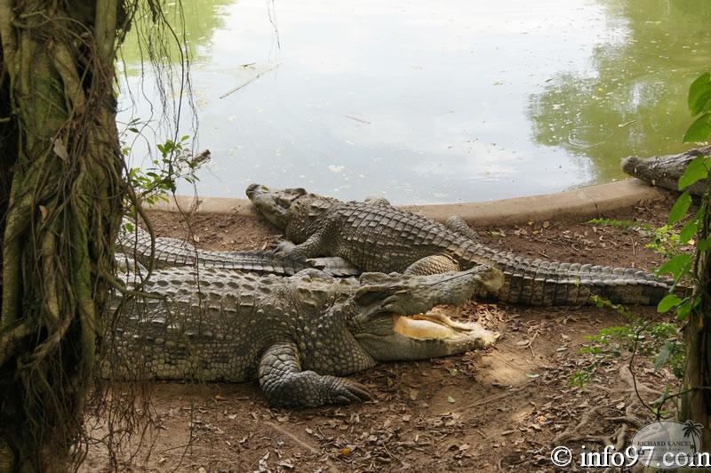 DSC04354ferme-crocodile.jpg
