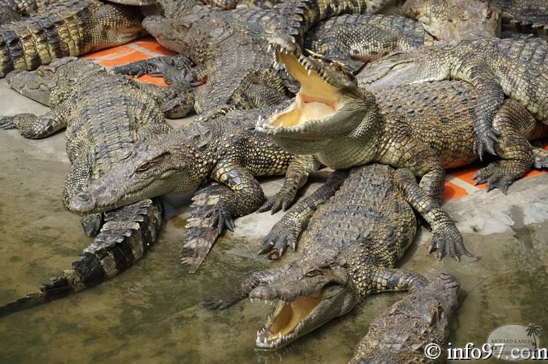 DSC04357ferme-crocodile.jpg