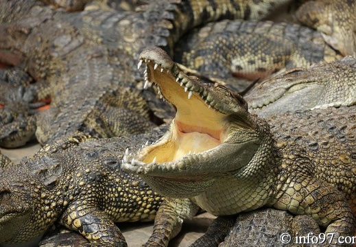 ferme-crocodile