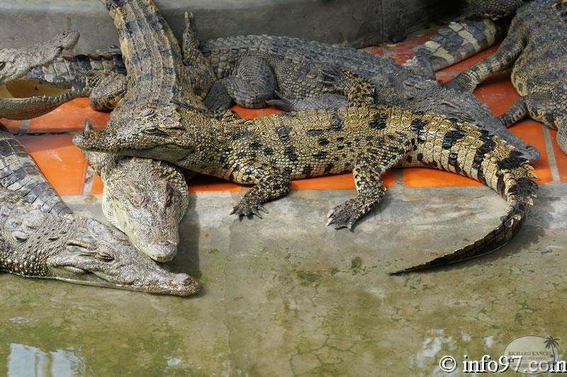 DSC04359ferme-crocodile.jpg