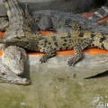 DSC04359ferme-crocodile
