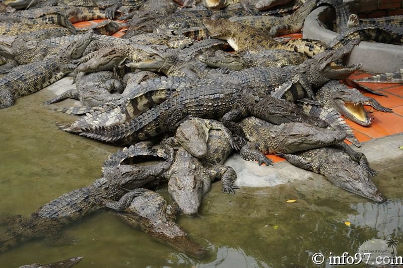 DSC04360ferme-crocodile.jpg