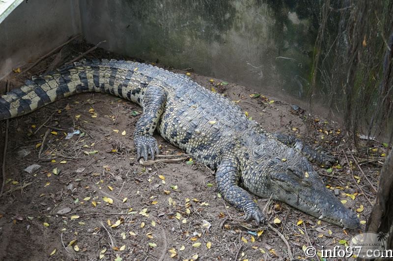 DSC04361ferme-crocodile.jpg