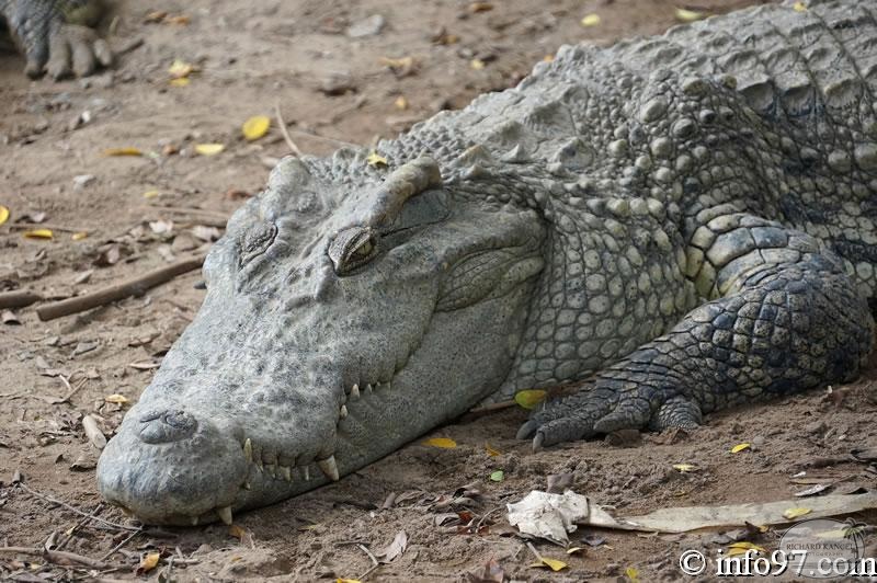 DSC04362ferme-crocodile.jpg