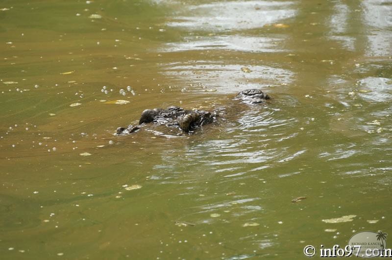 DSC04363ferme-crocodile.jpg