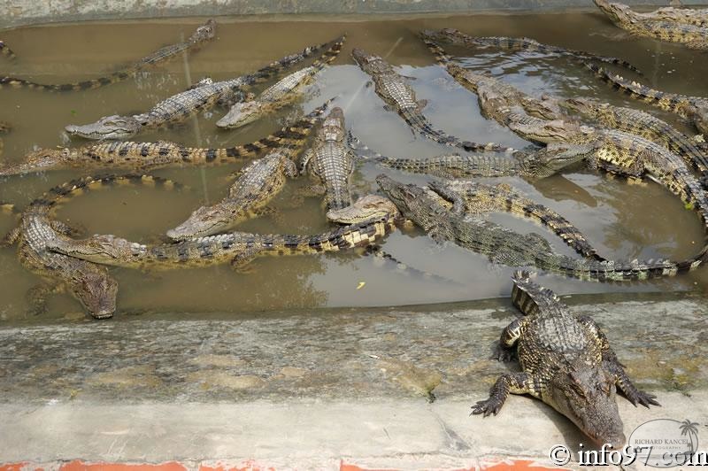 DSC04364ferme-crocodile.jpg