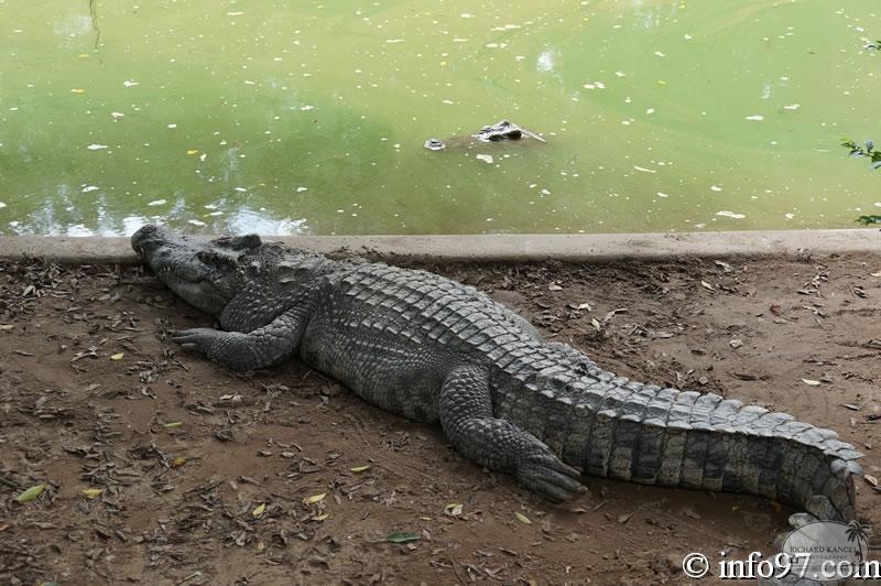 DSC04366ferme-crocodile.jpg