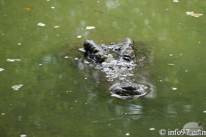 DSC04367ferme-crocodile.jpg