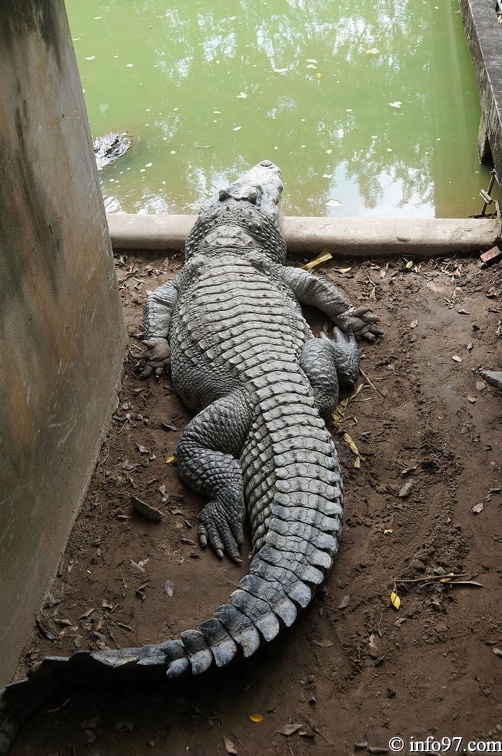 DSC04368ferme-crocodile.jpg