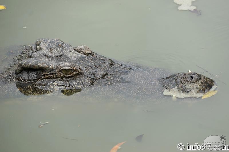 DSC04372ferme-crocodile.jpg