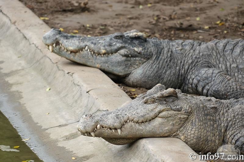 DSC04373ferme-crocodile.jpg