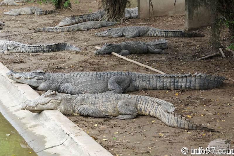 DSC04374ferme-crocodile.jpg