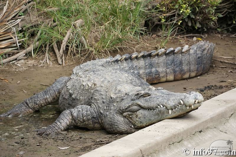 DSC04375ferme-crocodile.jpg