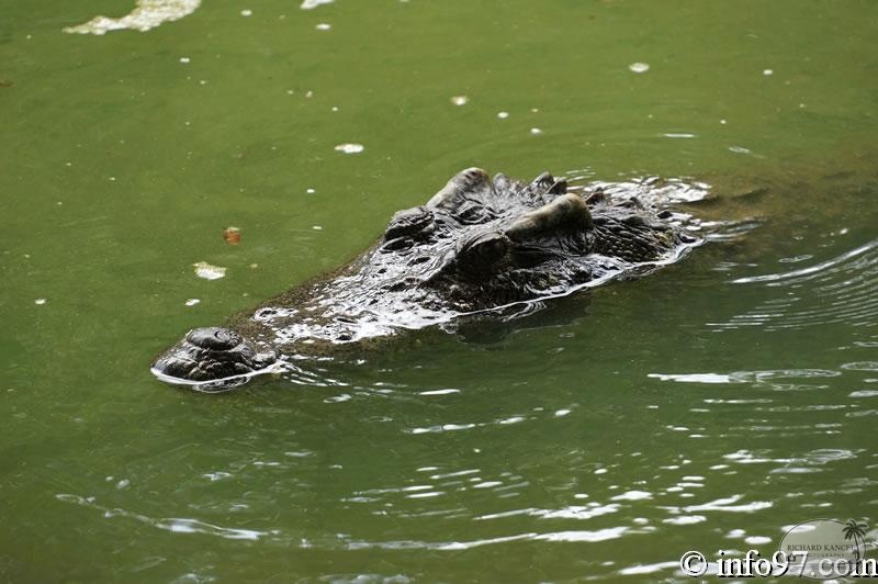 DSC04377ferme-crocodile.jpg