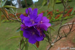 DSC03408dalat-jardin