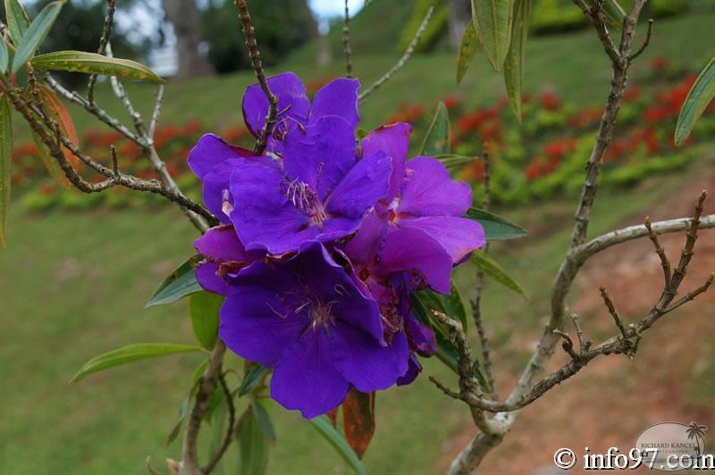 DSC03408dalat-jardin.jpg