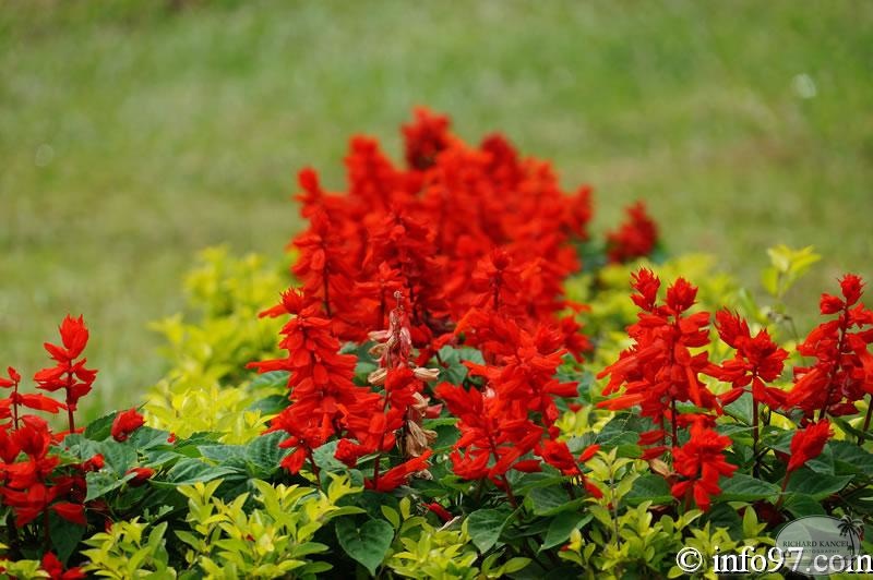 DSC03414dalat-jardin.jpg