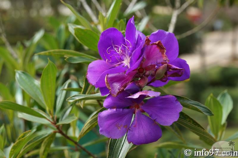 DSC03416dalat-jardin.jpg