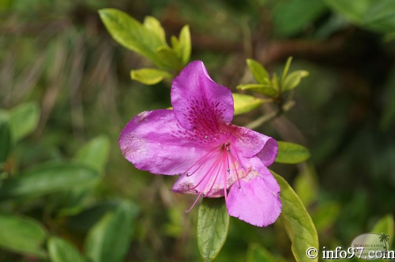 DSC03422dalat-jardin.jpg