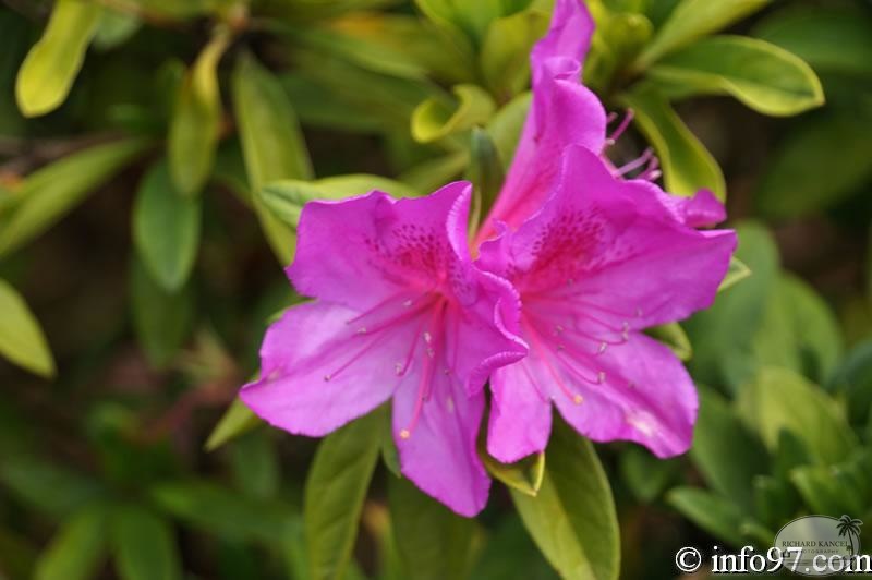 DSC03424dalat-jardin.jpg