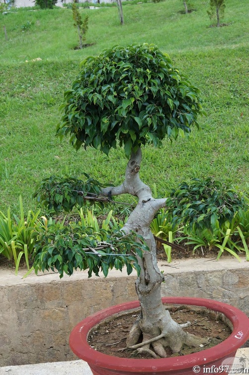 DSC03449dalat-jardin.jpg