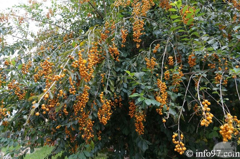 DSC03450dalat-jardin.jpg