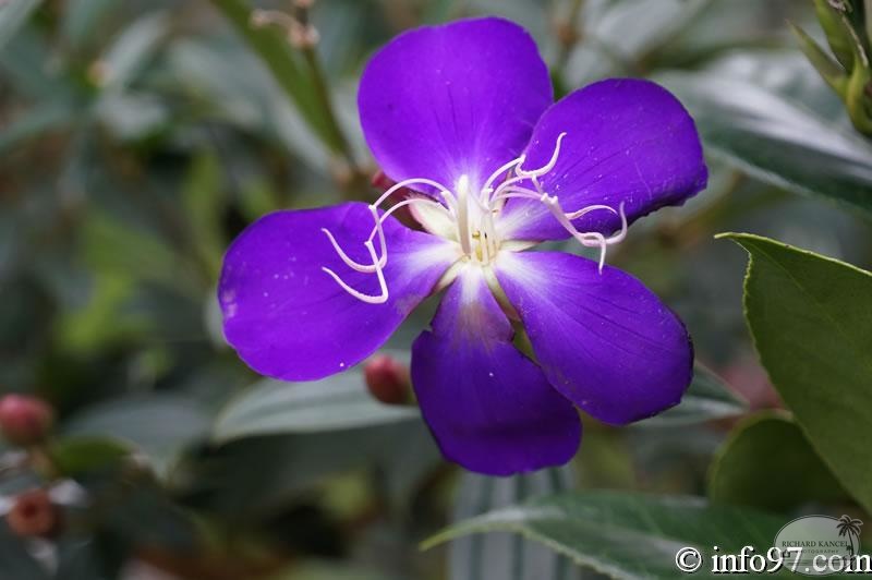 DSC03463dalat-jardin.jpg