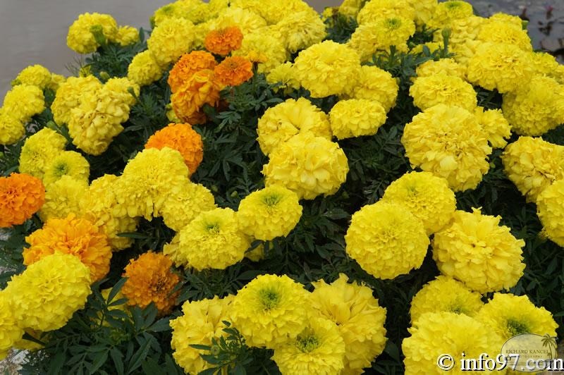 DSC03465dalat-jardin.jpg