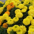 DSC03465dalat-jardin.jpg