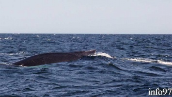 baleine17