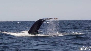 baleine22