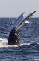 baleine25